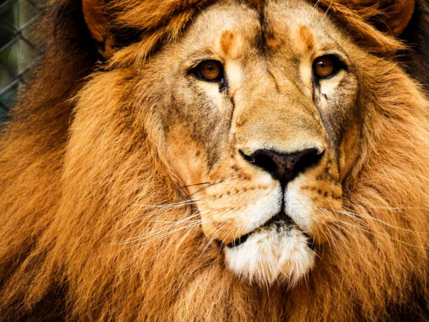 istock Regal Majesty: A Close-Up of a Majestic Lion 1469455574