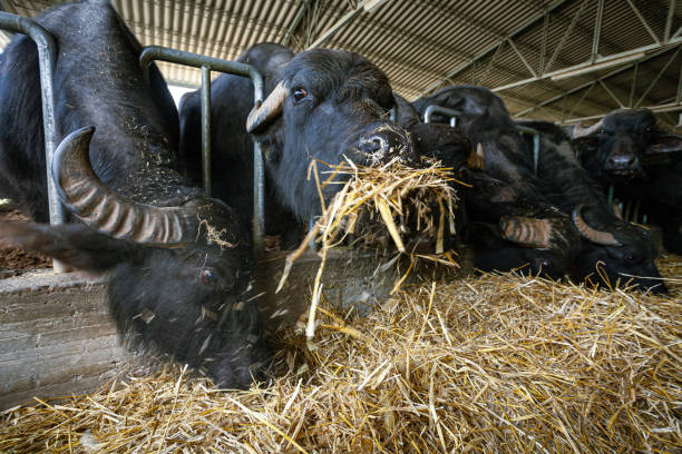istock Bufala mozzarella production in Italy: buffalo cow 1469455749