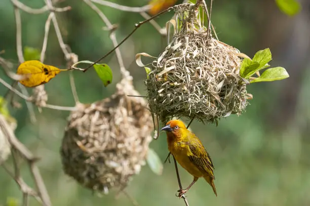 Cape Weaver (Ploceus capensis) building a nest in a tree above a pond in the Eastern Cape of South Africa