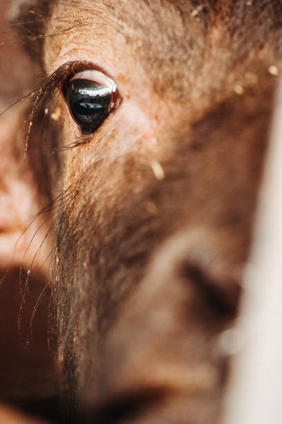 istock Bufala mozzarella production in Italy: cute calf buffalo cow 1469457613