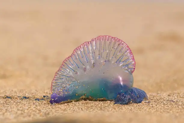 The Jellyfish physalia physalis (Portuguese Man-o-War) sometimes get to the shore due the climate change and warm water, they eventually die