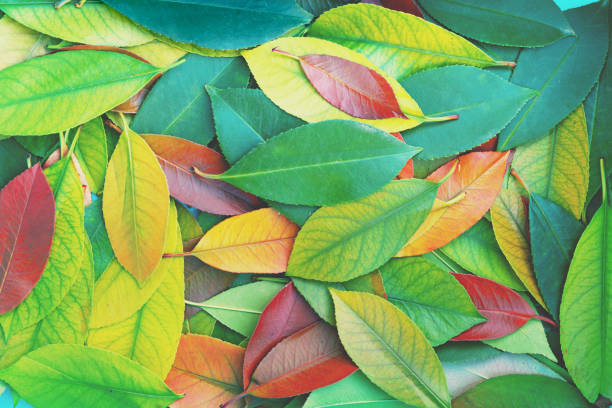 istock Fallen colorful leaves nature background 1469460762