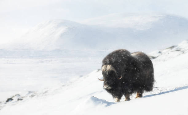 istock Musk Ox in the falling snow in winter 1469460844
