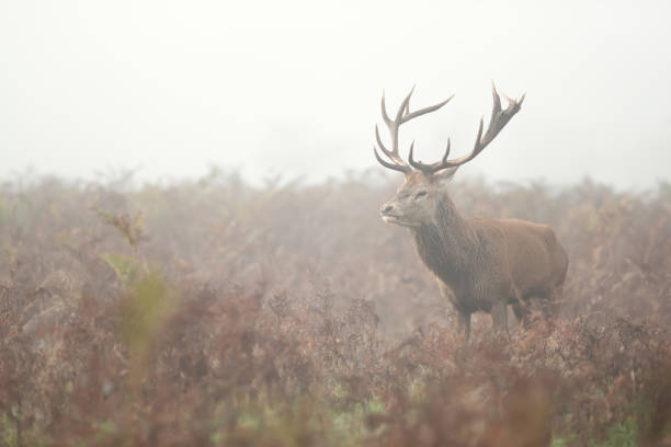 istock Red deer stag in the morning mist in autumn 1469460896