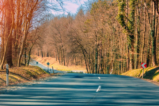 Empty road in the forest in early spring