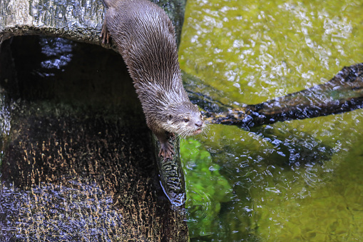 An otter standing near water by rocks and a large rock