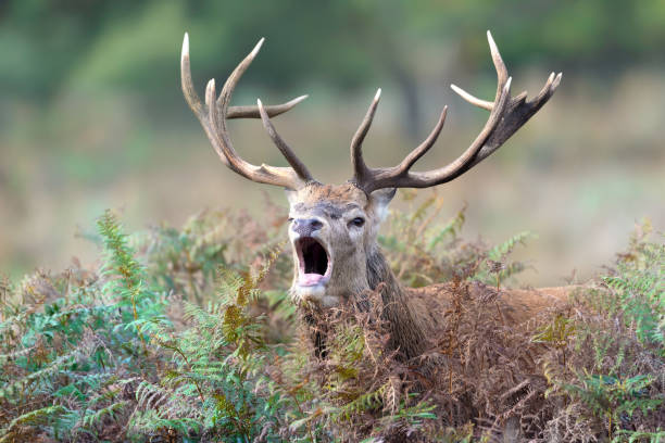 istock Red deer calling during the rut in autumn 1469461636