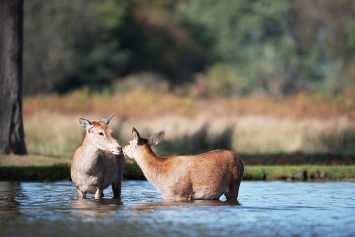 Close-up of a red deer hind with a calf in water, UK.