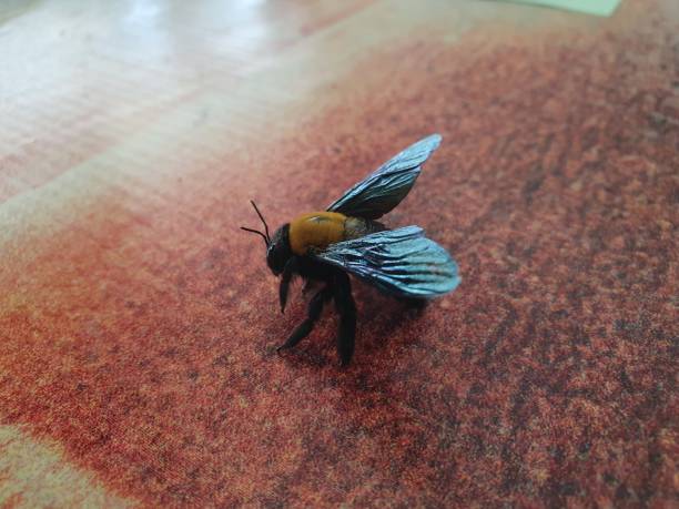 istock Xylocopa bee trying to fly 1469461740