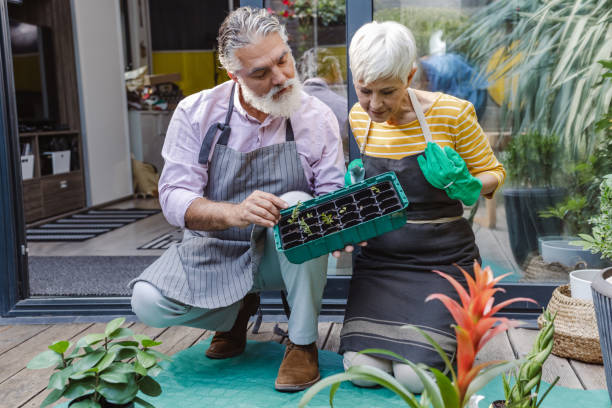 ガーデニングや家で植物の世話を楽しむ老夫婦 - senior adult couple care spring ストックフォトと画像