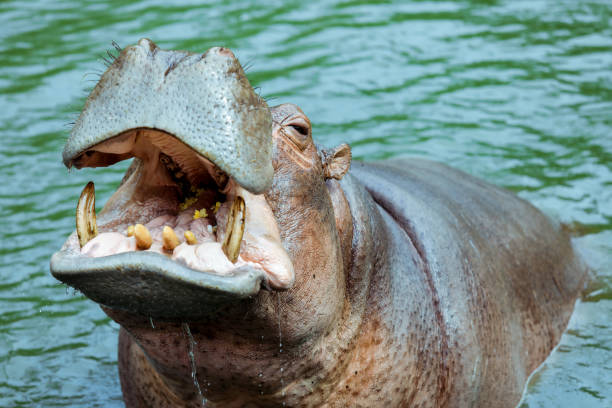 istock Huge Brown Hippo in the River 1469461992