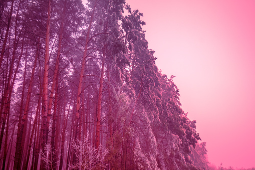 Snowy forest. Pine trees in winter