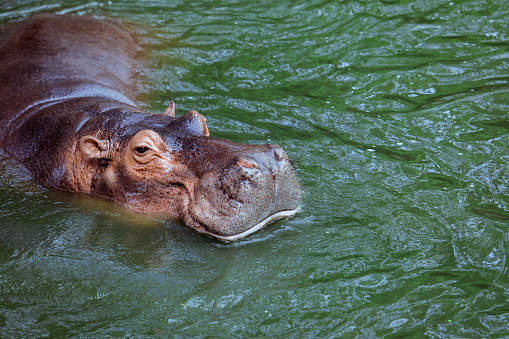 Huge Brown Hippo in the River, Thailand