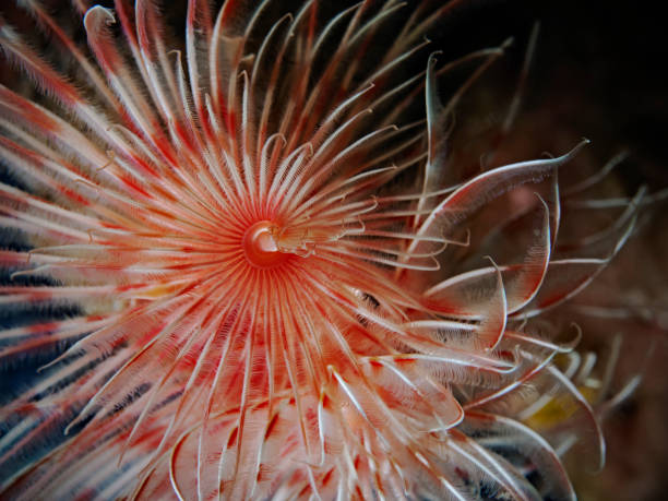 Tentacle crown of a tube worm