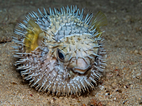 Realy curious animal of the dark sea, this is a puffer fish, nicely isolated from its background.