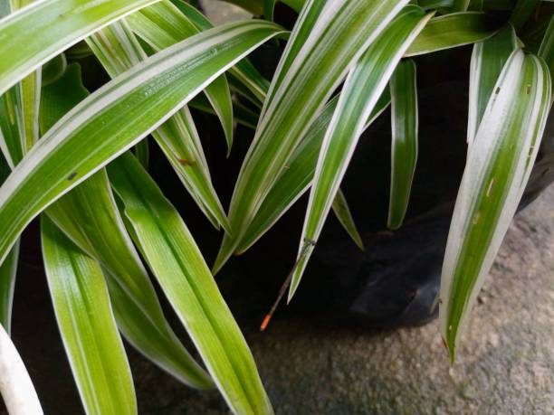 istock Chlorophytum comosum Ocean is a compact spider plant, looking a little like Variegatum, with creamy margins and a green centre. It is an attractive, cascading plant, with dragonfly 1469465011