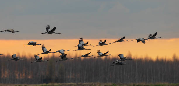 Common Crane (Grus grus) in flight Common Crane (Grus grus) in flight against sunset cloudy sky and trees, Podlaskie Voivodeship, Poland, Europe eurasian crane stock pictures, royalty-free photos & images