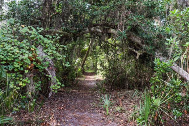 scena del sentiero dell'isola di cumberland - cumberland island georgia island history foto e immagini stock