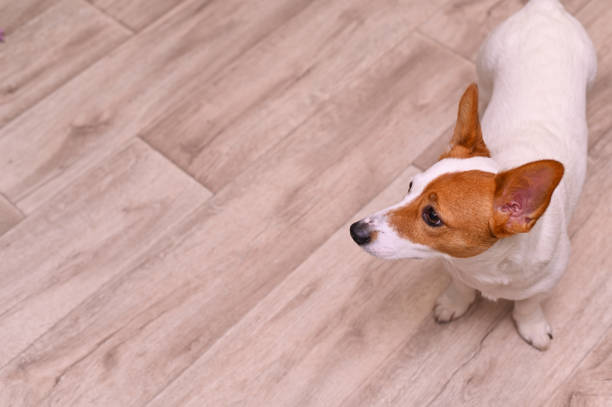 istock Jack Russell Terrier dog on the floor. top view 1469467410