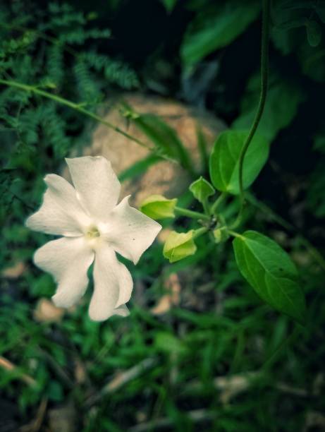 istock thunbergia fragrans flower 1469467411