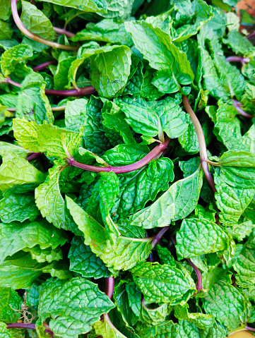 Green mint peppermint leaf aromatic flavoring vegetable spice food ingredient pudina menta herb menthe poivree image hortela-pimenta closeup view photo