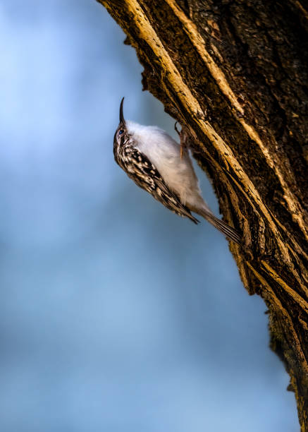 A treecreeper (Certhiidae) Close-up of a tiny Eurasian treecreeper climbing up a tree, from the side, cool bokeh background, copy space, negative space certhiidae stock pictures, royalty-free photos & images