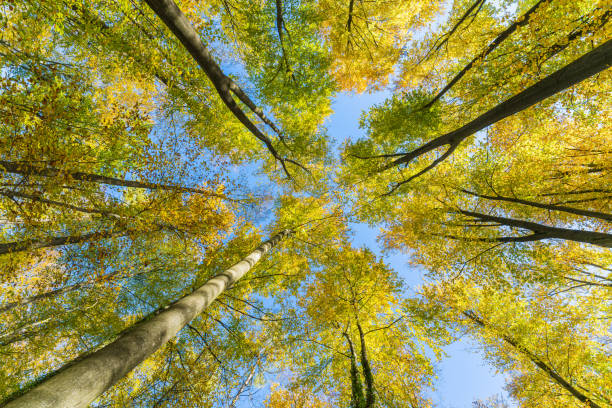 istock wonderful autumn scenery at a forest with sunlight, blue sky and great colors 1469469351