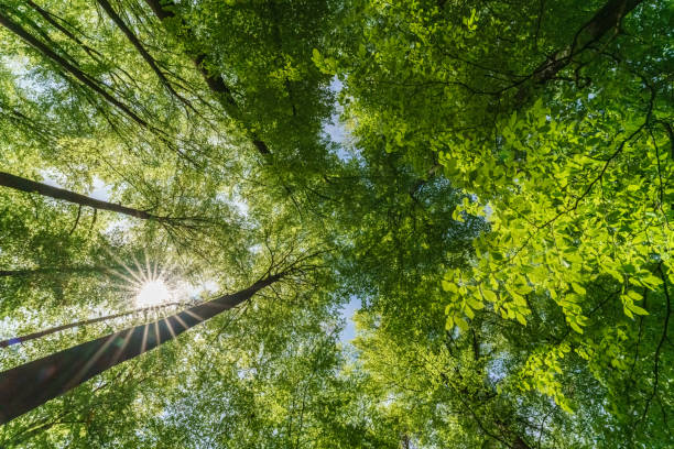 istock a view up into the tree top direction sky with blue cloudy sky an sunstar, sustainability 1469469397