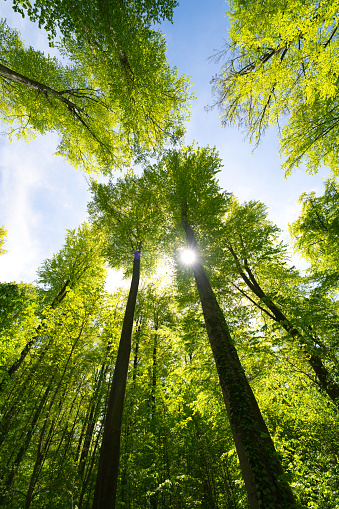 a great view up into the trees direction sky, sunstars, fresh green and blue sky, treetops