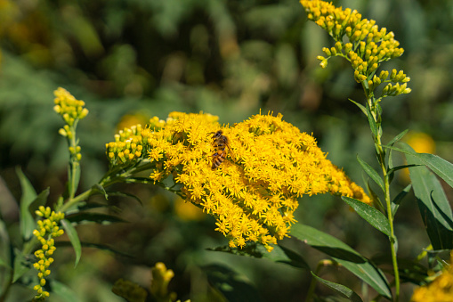 close-up of a bee collecting the nectar of a golden rod