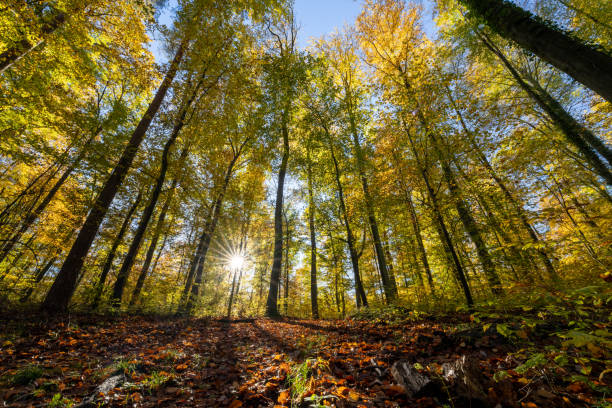 la cime des arbres d’automne d’automne vue vers le haut depuis un sol avec du feuillage et une belle étoile solaire - great smoky mountains flash photos et images de collection