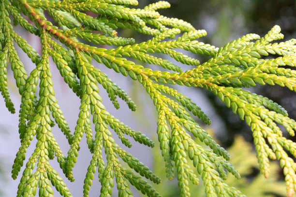 istock A young green branch of juniper in the forest. 1469472524