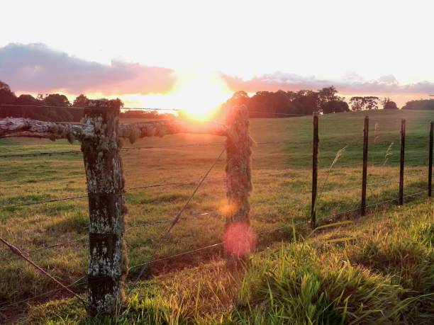 istock sunset in the field 1469472531