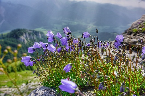 Purple bell saxifrage growing in the mountains. A bell growing in the Alps. A bell that grows between the stones.