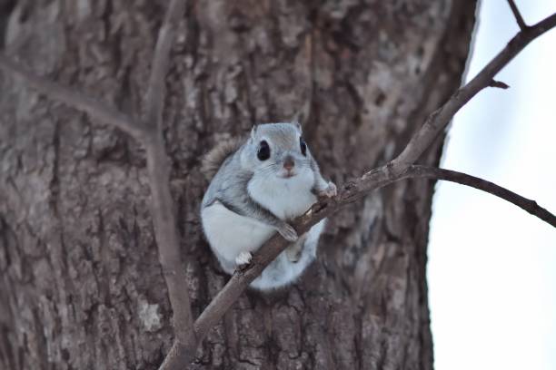 istock Flying squirrel sitting on a  branch 1469477303