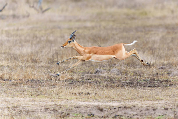 istock Impala running in the Kruger National Park 1469479057