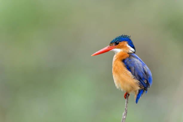 istock Malachite kingfisher in Kruger National Park 1469479088