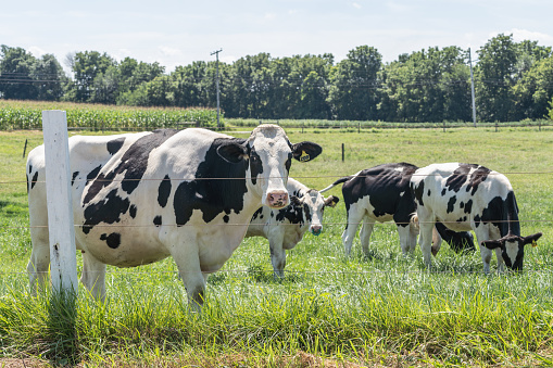 Holstein cow in pasture on Lancaster County, Pennsylvania diary farm.