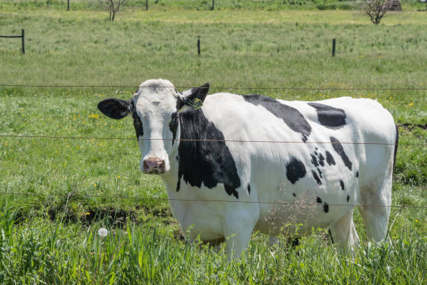 istock Cow in Pasture in rural Pennsylvania 1469482879