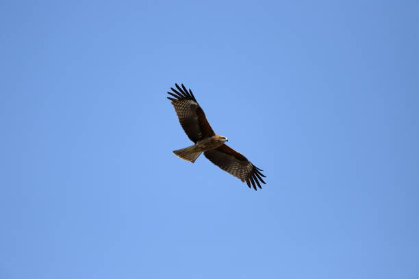 istock The black kite is flying in the sky. 1469483567