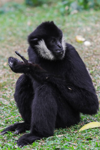 istock Wonderful Gibbon in the Rain Forest 1469483922