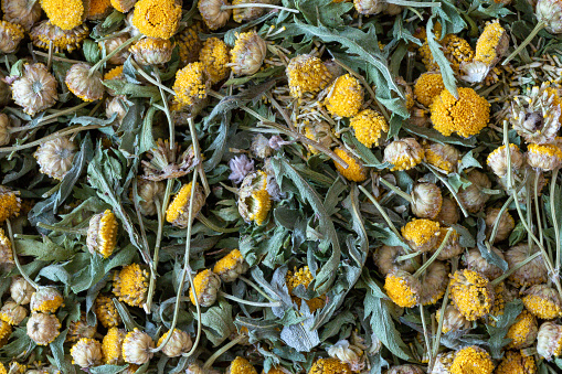 Dried tansy herb background, top view, Tanacetum vulgare, macro texture. Phytotherapy, herbal medicine, drug plant, natural raw material, vermifuge, wild plants concept.