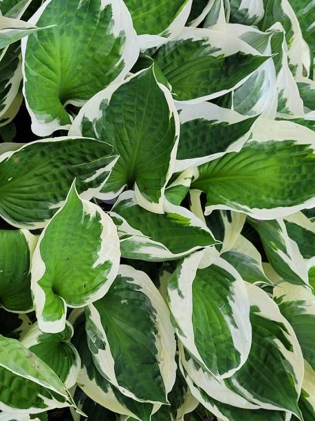 istock Close-up Variagated Bright Green And White Hosta (Patriot) Leaves 1469485546