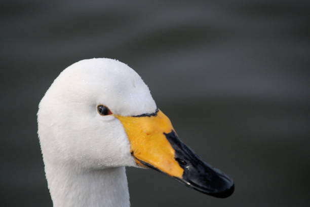 istock A close up of a Whooper Swan 1469486150