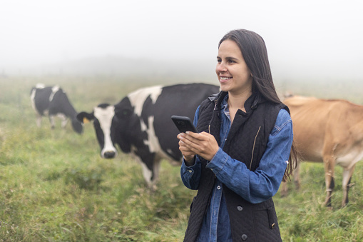 woman using cell phone with internet among the oxen