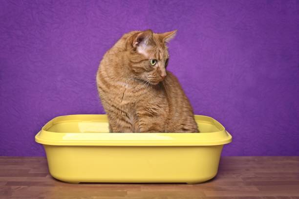 istock Cute ginger cat sitting in a open litter box and looking concentrated away. 1469487688