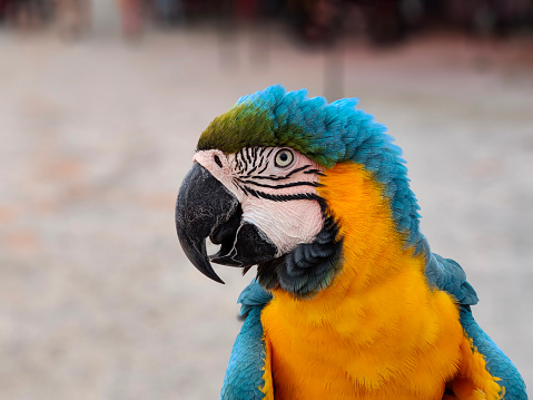 Multi coloured parrot