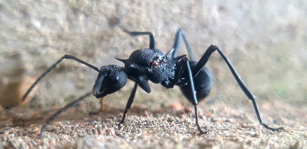 Closeup photo of injured black ant on the wall