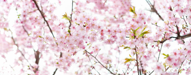 istock Panoramic image of cherry blossoms in full bloom. White background. A scene of spring time in Japan. Creases lannesiane carriere, Kawazu-zakura. 1469489928
