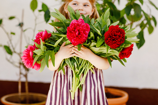 Close-up of huge bouquet of blossoming red and pink peony flowers holding in hands of little toddler girl. Close up of blooming flower arrangement. Child with peonies for mother or birthday